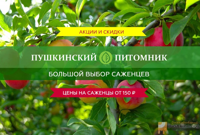 Осенняя распродажа в Пушкинском питомнике декоративных растений