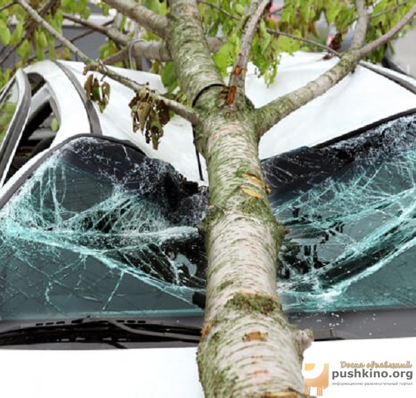 Услуги юриста при падении дерева на машину
